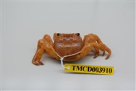 藏品(白紋方蟹)的圖片
